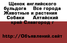 Щенок английского бульдога  - Все города Животные и растения » Собаки   . Алтайский край,Славгород г.